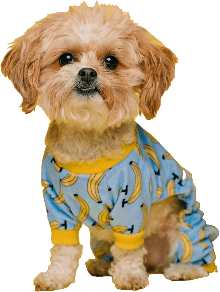 Maltipoo image